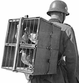 carrier-pigeon